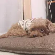 さあちゃん