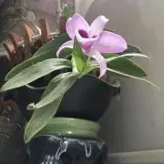 ともえ