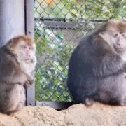 きれちゃんの画像