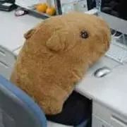 はまちゅう