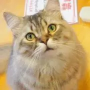yagiii0の画像
