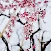 りーの画像