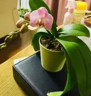 コマル