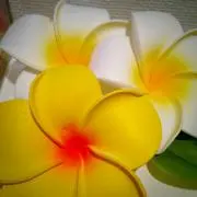 ☆aloha☆の画像