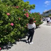 ハチの画像