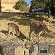 まめ