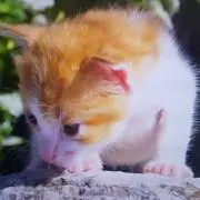 ぽんたの画像
