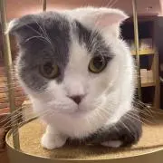 桃の画像