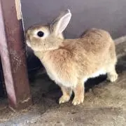 優