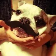いたちゃ