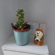 なみみんの画像