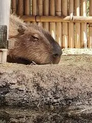 おかきの画像