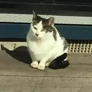 ちゃんの画像