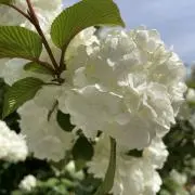 6muuの画像