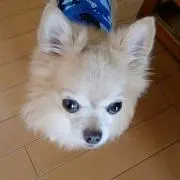 ock【発送、コメント返信休止中】の画像