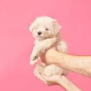 sheの画像