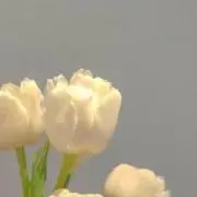 Yの画像