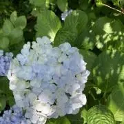 さくら|教育教材