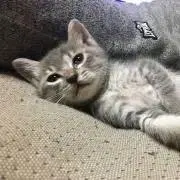 mian☆緑猫