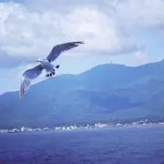 Kohの画像