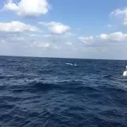 Sea  glassの画像