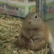 わかめ