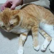 とうふの画像