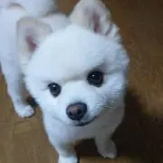 チロリン