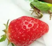 akoの画像