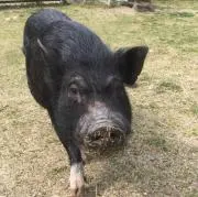 パリス