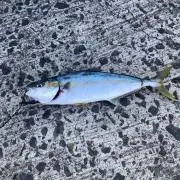 たかちゃんの画像