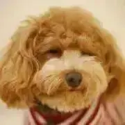 あみみの画像