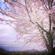 atsubowの画像