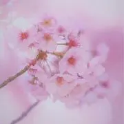sakura♡即購入OK♡の画像