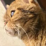 幻想のヒツジの画像