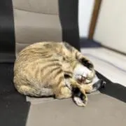 ゆ。