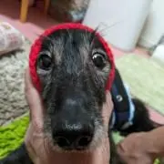 やんせりの画像