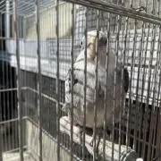 ぽんすけの画像