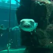 クズウの画像