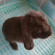 ウサギ   《プロフ必読》お願い致します