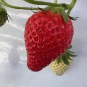 ラウダーの画像
