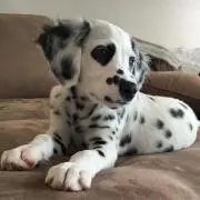 りんごの画像