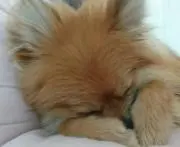 こはく