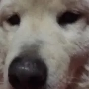 あき