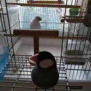 モニミニの画像