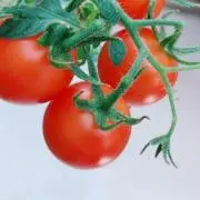 みの画像