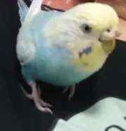 ぴーちゃん☆プロフ必読☆の画像