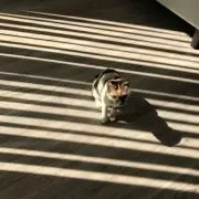 ケントの画像
