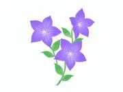 ききょうの画像