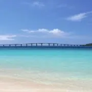 たいの画像